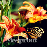 100 Seeds Per Pack - 20 Colors Lily Seeds By Mesprout