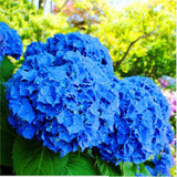 20 Seeds Per Pack Hydrangea Flower Seeds - 5 Colors Available