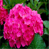 20 Seeds Per Pack Hydrangea Flower Seeds - 5 Colors Available