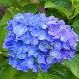 20 Seeds Per Pack Hydrangea Flower Seeds - 5 Colors Available
